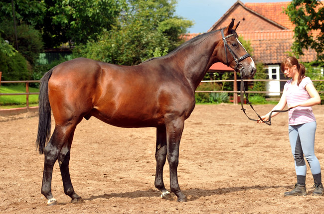 Anfang August 2012 - Karalino von Summertime u.d. Karalina v. Exclusiv - Foto: Beate Langels, Trakehner Gestt Hmelschenburg