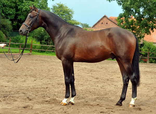 2jhriger Trakehner Hengst von Shavalou u.d. Kalidah Jamal v. Manhattan u.d. ESt. Kassuben v. Enrico Caruso, Foto: Beate Langels, Gestt Hmelschenburg