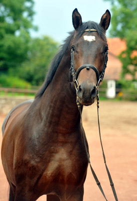 2jhriger Trakehner Hengst von Shavalou u.d. Kalidah Jamal v. Manhattan u.d. ESt. Kassuben v. Enrico Caruso, Foto: Beate Langels, Gestt Hmelschenburg