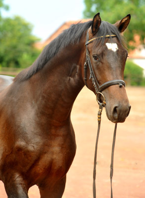 2jhriger Trakehner Hengst von Shavalou u.d. Kalidah Jamal v. Manhattan u.d. ESt. Kassuben v. Enrico Caruso, Foto: Beate Langels, Gestt Hmelschenburg