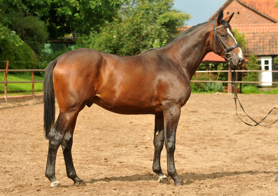 Anfang August 2012 - Karalino von Summertime u.d. Karalina v. Exclusiv - Foto: Beate Langels, Trakehner Gestt Hmelschenburg