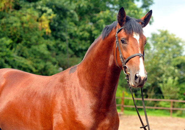 2jhriger Hengst von Freudenfest u.d. Pr.u.StPrSt. Tavolara v. Exclusiv  - Foto: Beate Langels - Trakehner Gestt Hmelschenburg