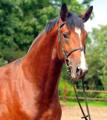 2jhriger Hengst von Freudenfest u.d. Pr.u.StPrSt. Tavolara v. Exclusiv  - Foto: Beate Langels - Trakehner Gestt Hmelschenburg