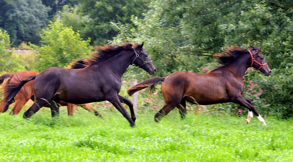 Valerija v. Summertime u.d. Pr.u.StPrSt. Vittoria v. Exclusiv und Gloria Gaynor von Saint Cyr u.d. Greta Garbo v. Alter Fritz, Foto: Beate Langels, Trakehner Gestt Hmelschenburg