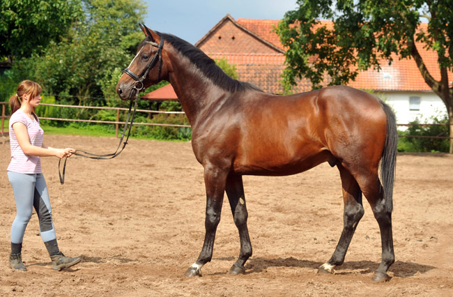 Anfang August 2012 - Karalino von Summertime u.d. Karalina v. Exclusiv - Foto: Beate Langels, Trakehner Gestt Hmelschenburg