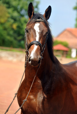 Anfang August 2012 - Karalino von Summertime u.d. Karalina v. Exclusiv - Foto: Beate Langels, Trakehner Gestt Hmelschenburg