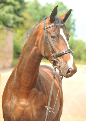 Anfang August 2012 - Karalino von Summertime u.d. Karalina v. Exclusiv - Foto: Beate Langels, Trakehner Gestt Hmelschenburg