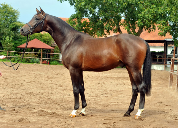 2jhriger Trakehner Hengst von Shavalou u.d. Kalidah Jamal v. Manhattan u.d. ESt. Kassuben v. Enrico Caruso, Foto: Beate Langels, Gestt Hmelschenburg