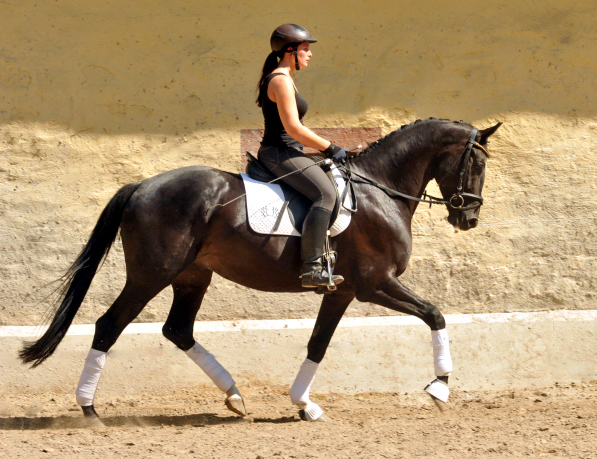Kurz angeritten - Gestt Hmelschenburg, Foto: Beate Langels, 
Trakehner Gestt Hmelschenburg - Beate Langels
