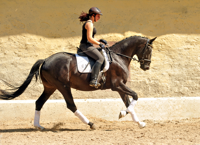 Kurz angeritten - Gestt Hmelschenburg, Foto: Beate Langels, 
Trakehner Gestt Hmelschenburg - Beate Langels