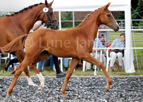 Stutfohlen von High Motion u.d. Golden Fantasy v. Lowelas, Foto: Lune Jancke - 
Gestüt Hämelschenburg