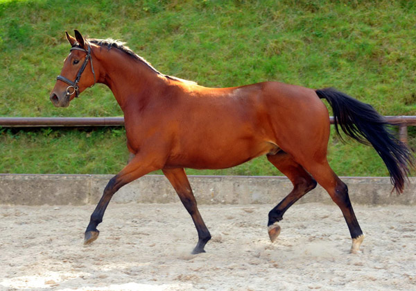 Trakehner Wallach von Showmaster u.d. Zaubermelodie v. Tuareg - Mahagoni