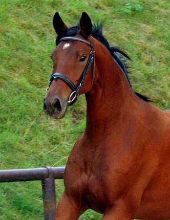 Trakehner Wallach von Showmaster u.d. Zaubermelodie v. Tuareg - Mahagoni