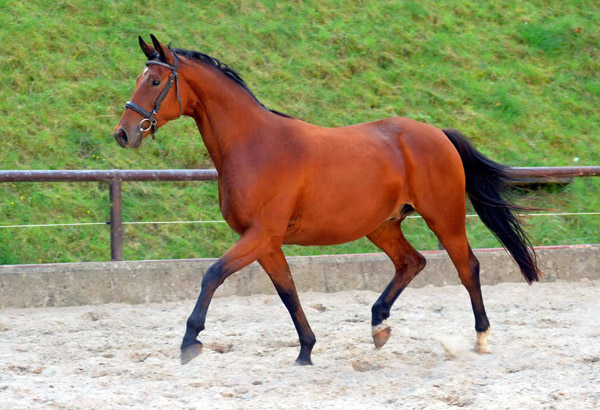 Trakehner Wallach von Showmaster u.d. Zaubermelodie v. Tuareg - Mahagoni