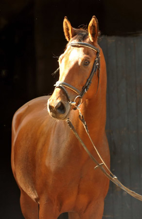 Oldenburger Stute BERESINA von Summertime u.d. Beloved v. Kostolany - Foto: Beate Langels - Trakehner Gestt Hmelschenburg