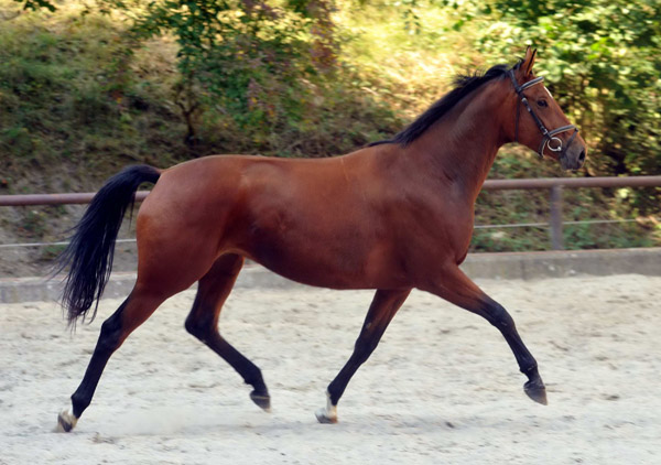 Oldenburger Stute BERESINA von Summertime u.d. Beloved v. Kostolany - Foto: Beate Langels - Trakehner Gestt Hmelschenburg