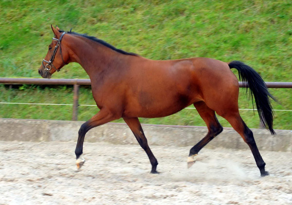 Oldenburger Stute BERESINA von Summertime u.d. Beloved v. Kostolany - Foto: Beate Langels - Trakehner Gestt Hmelschenburg