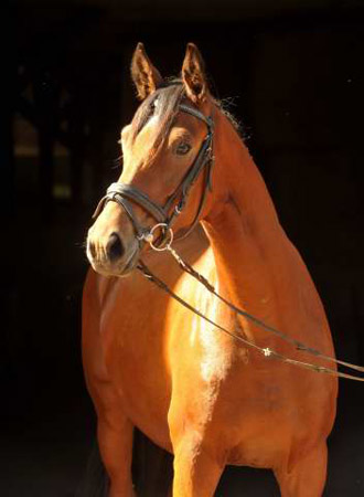 Trakehner Wallach von Showmaster u.d. Zaubermelodie v. Tuareg - Mahagoni