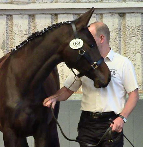 Champion der Zweijhrigen -
ARENSA von Saint Cyr u.d. Ava v. Freudenfest, Trakehner Gestt Hmelschenburg