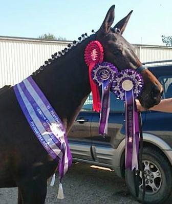 Champion der Zweijhrigen -
ARENSA von Saint Cyr u.d. Ava v. Freudenfest, Trakehner Gestt Hmelschenburg