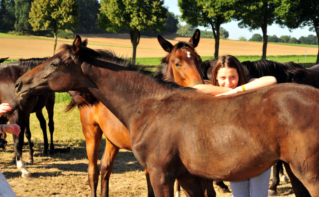Stutfohlen von De Niro x Totilas - Gestüt Hämelschenburg - copyright by Beate Langels