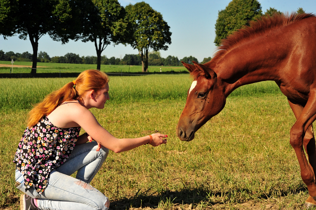 Stutfohlen von Touch my Heart u.d. Klassic v. Freudenfest - Gestüt Hämelschenburg - copyright by Beate Langels