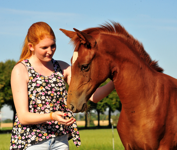 Stutfohlen von Touch my Heart u.d. Klassic v. Freudenfest - Gestüt Hämelschenburg - copyright by Beate Langels