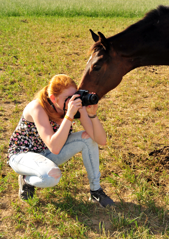Hengstfohlen von Oliver Twist u.d. Thirica - Gestüt Hämelschenburg - copyright by Beate Langels