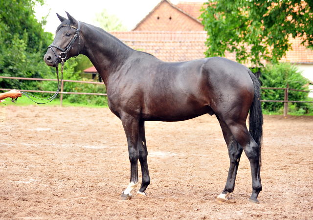 Habanero v. Marseille - Foto: Beate Langels - Trakehner Gestt Hmelschenburg