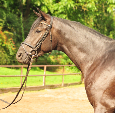 Habanero v. Marseille - Foto: Beate Langels - Trakehner Gestt Hmelschenburg