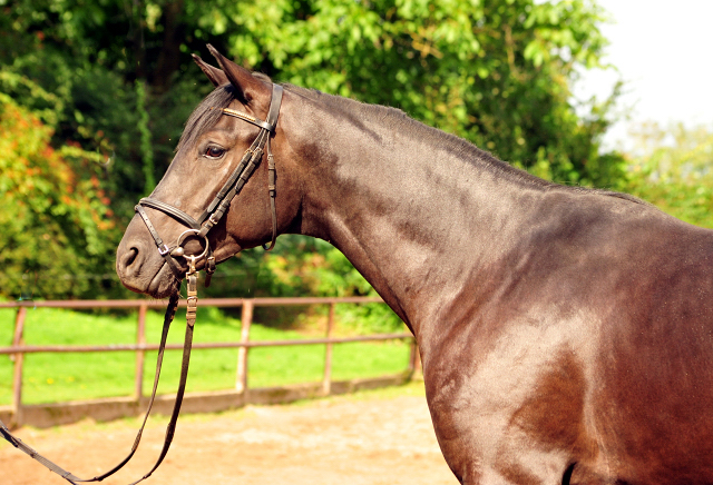 Habanero v. Marseille - Foto: Beate Langels - Trakehner Gestt Hmelschenburg