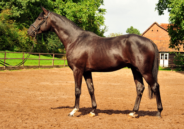 Habanero v. Marseille - Foto: Beate Langels - Trakehner Gestt Hmelschenburg