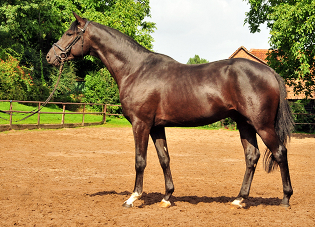 Habanero v. Marseille - Foto: Beate Langels - Trakehner Gestt Hmelschenburg