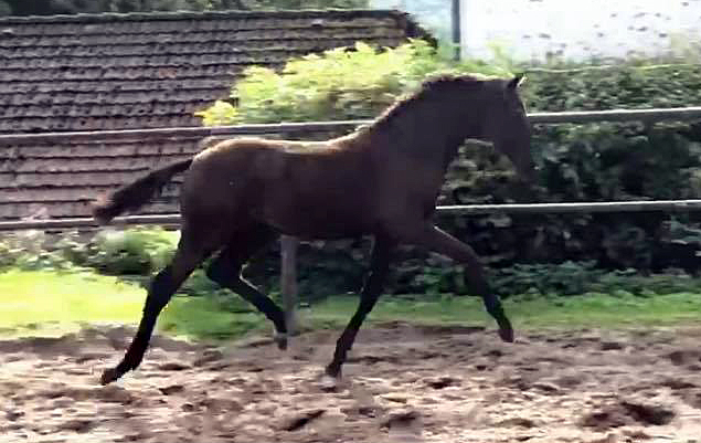 Such a Diva v. San Amour u.d. Schwalbendiva v. Totilas - Foto: Beate Langels - Trakehner Gestt Hmelschenburg