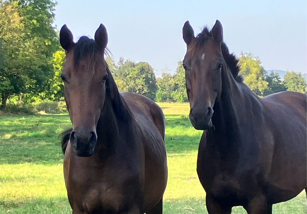 Gabbalina und Schwalbenflocke - Oktober 2024 - Foto Beate Langels - Trakehner Gestt Hmelschenburg