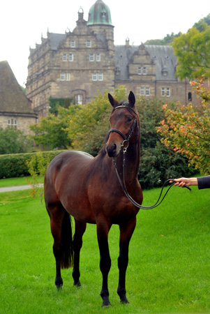 Zweijhriger Hengst von Grand Passion x Summertime im Oktober 2011 - Foto: Beate Langels - Trakehner Gestt Hmelschenburg