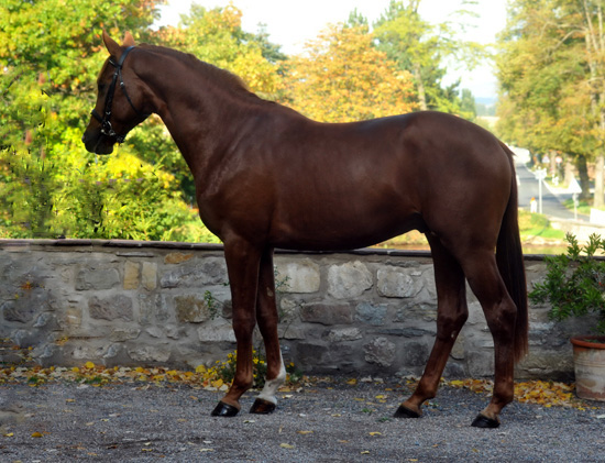 Zweijhriger Hengst von Chateauneuf x Preuenprinz - im Oktober 2011 - Foto: Beate Langels - Trakehner Gestt Hmelschenburg