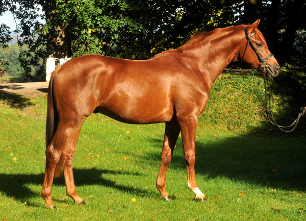 Zweijhriger Hengst von Chateauneuf x Preuenprinz - im Oktober 2011 - Foto: Beate Langels - Trakehner Gestt Hmelschenburg