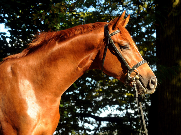 Zweijhriger Hengst von Chateauneuf x Preuenprinz - im Oktober 2011 - Foto: Beate Langels - Trakehner Gestt Hmelschenburg