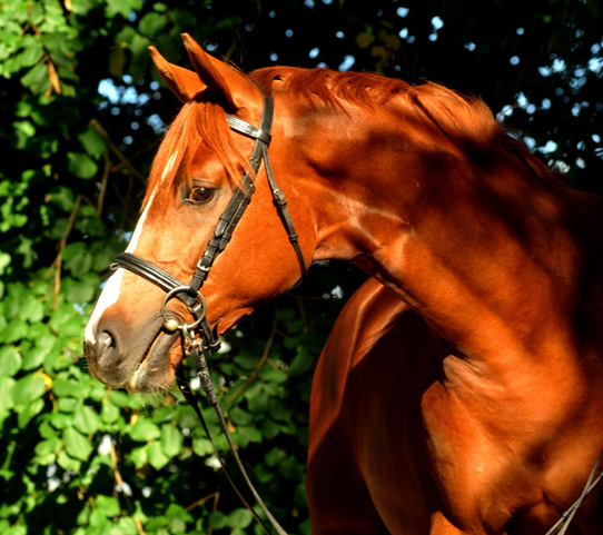 Zweijhriger Hengst von Chateauneuf x Preuenprinz - im Oktober 2011 - Foto: Beate Langels - Trakehner Gestt Hmelschenburg