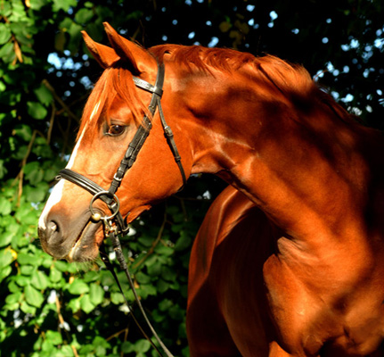 Trakehner Hengst Chateauneuf - Foto: Beate Langels