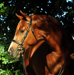 Zweijhriger Hengst von Chateauneuf x Preuenprinz - im Oktober 2011 - Foto: Beate Langels - Trakehner Gestt Hmelschenburg