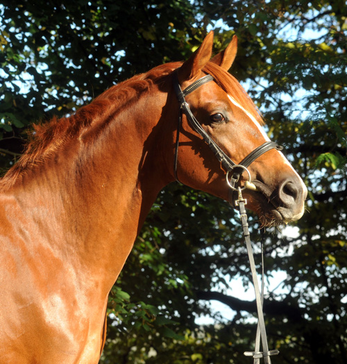 Zweijhriger Hengst von Chateauneuf x Preuenprinz - im Oktober 2011 - Foto: Beate Langels - Trakehner Gestt Hmelschenburg