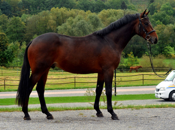 Zweijhriger Hengst von Grand Passion x Summertime im Oktober 2011 - Foto: Beate Langels - Trakehner Gestt Hmelschenburg