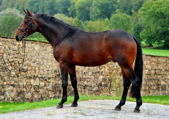 Zweijhriger Hengst von Grand Passion x Summertime im Oktober 2011 - Foto: Beate Langels - Trakehner Gestt Hmelschenburg