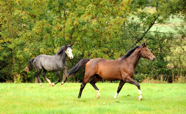 Hmelschenburg im Oktober 2013, Foto: Beate Langels, Trakehner Gestt Hmelschenburg - Beate Langels