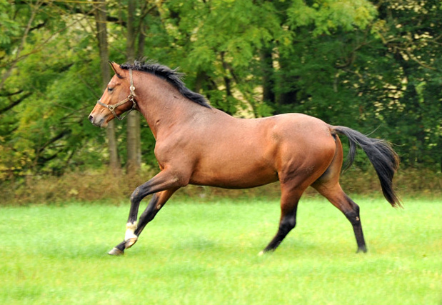 Zweijhriger von Saint Cyr x Freudenfest - im Oktober 2013, Foto: Beate Langels, Trakehner Gestt Hmelschenburg - Beate Langels
