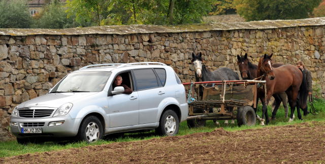 Hmelschenburg im Oktober 2013, Foto: Beate Langels, Trakehner Gestt Hmelschenburg - Beate Langels
