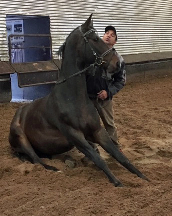 Der 3jhrige Grand Cyr lernt Kunststckchen - Oktober 2017 im Trakehner Gestt Hmelschenburg - Foto: Beate Langels