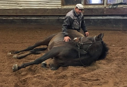 Der 3jhrige Grand Cyr lernt Kunststckchen - Oktober 2017 im Trakehner Gestt Hmelschenburg - Foto: Beate Langels